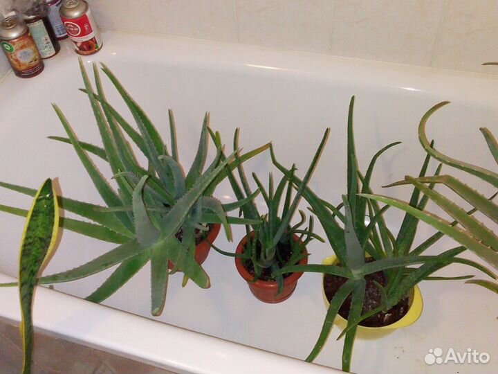 Алоэ вера растение