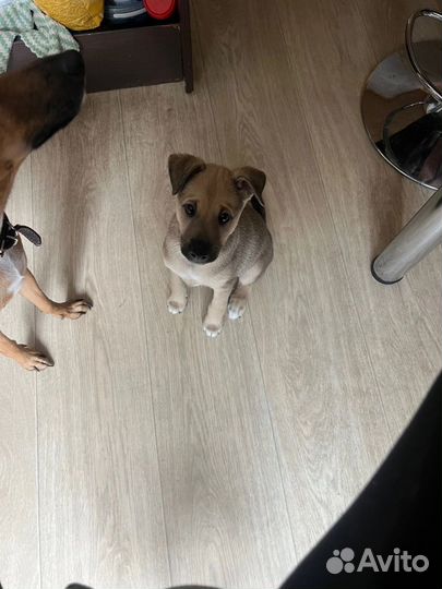 Щенок в добрые руки отдам бесплатно