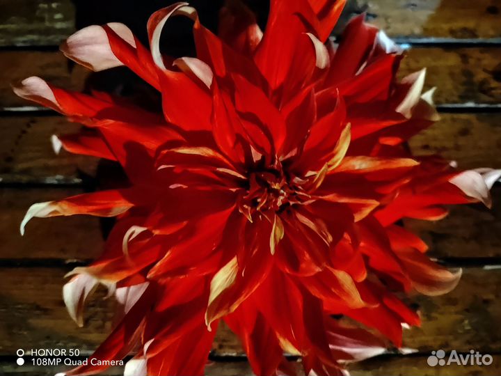 Георгины клубни продаю либо обмен