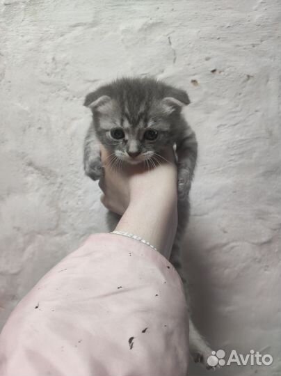 Котенок вислоухий
