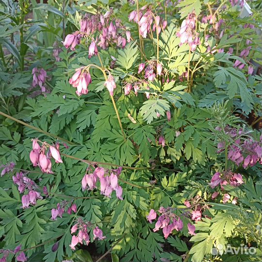 Многолетники для сада