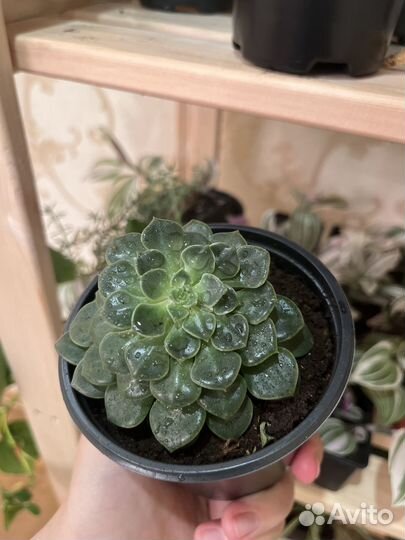 Эхеверия (Echeveria)