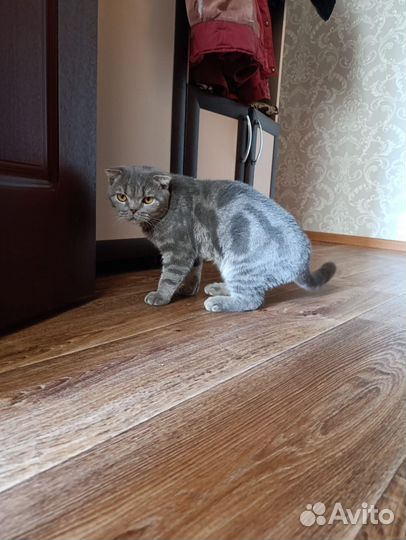 Британец вислоухий