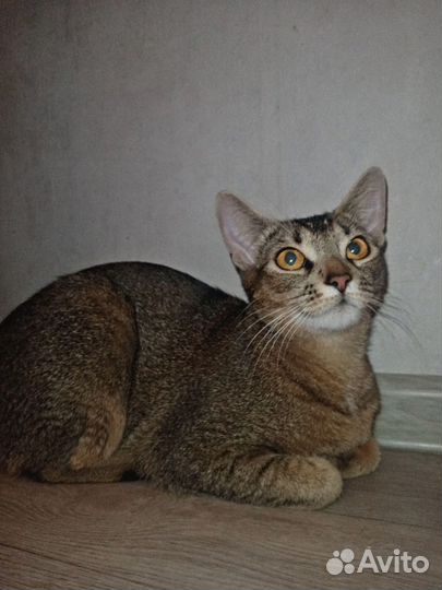 Передержка домашних животных