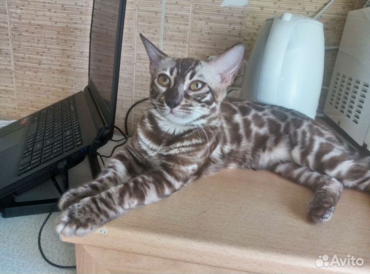 Бенгальские котята
