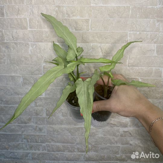 Сингониумы 1