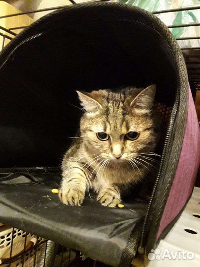 Котики бесплатно в добрые руки