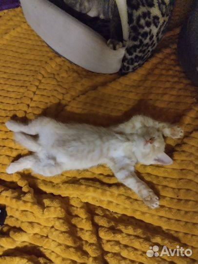 Кошка в дар