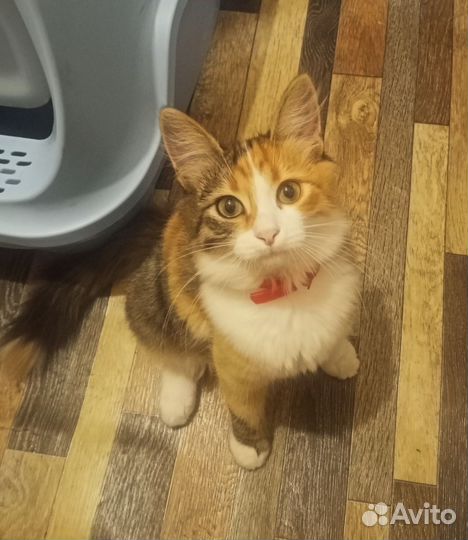 Трёхцветная кошка