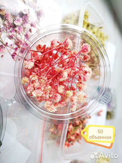 Сухоцветы для творчества