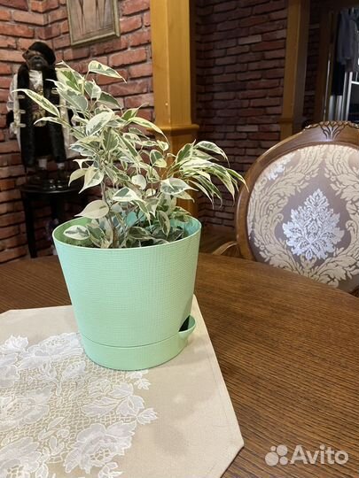 Фикус бенджамина пестролистный