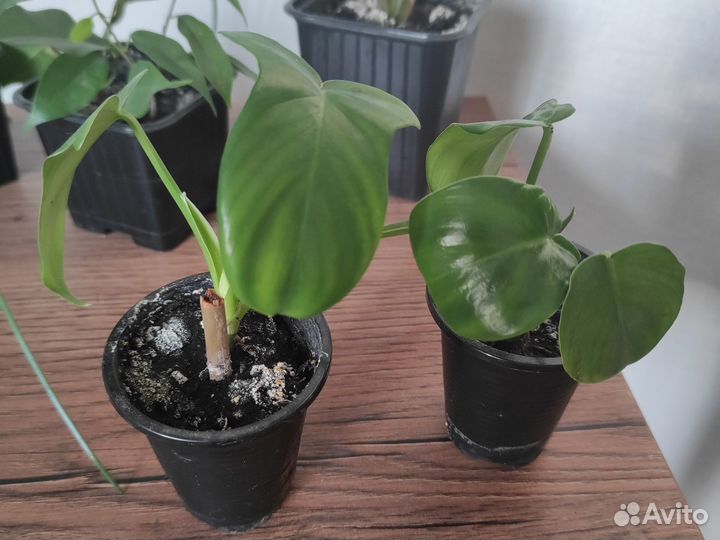 Домашние растения