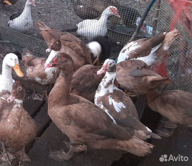 Мускусные утки