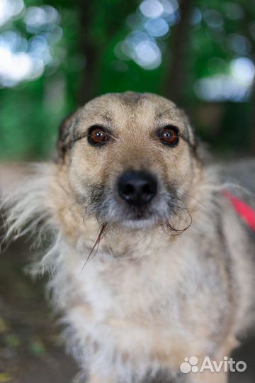 Чудо-собака в поисках дома