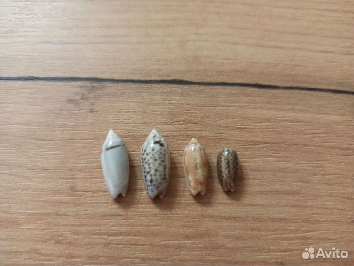 Морская раковина