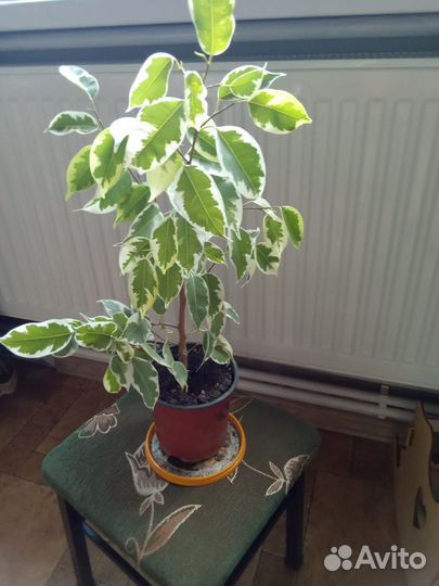 Фикус Бенджамина