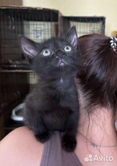 Черный маленький котёнок мальчик