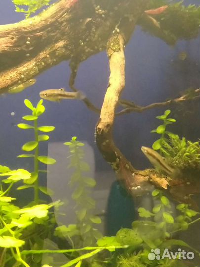 Формозы. Аквариумные рыбки