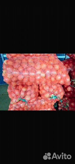 Лук репчатый оптом