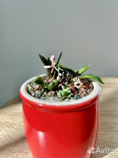 Флорариум с суккулентами