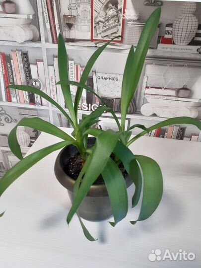 Пальма юкка