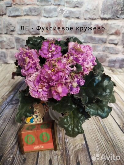 Фиалка в горшках