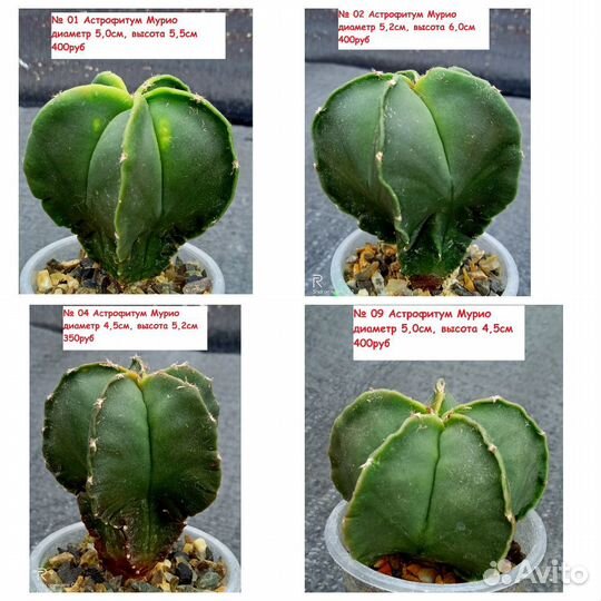 Кактусы Корифанта, Астрофитум, Гимнокалициум