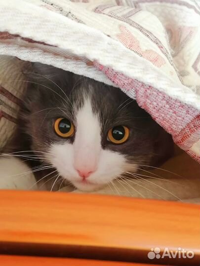 Яша ласковый котик в добрые руки