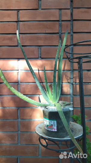 Алоэ настоящее