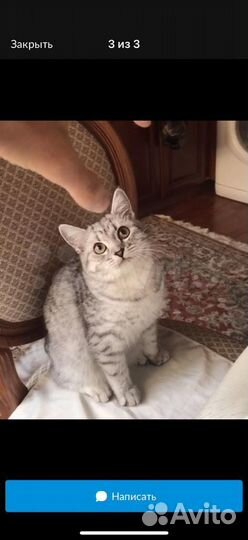 Кошку в добрые руки