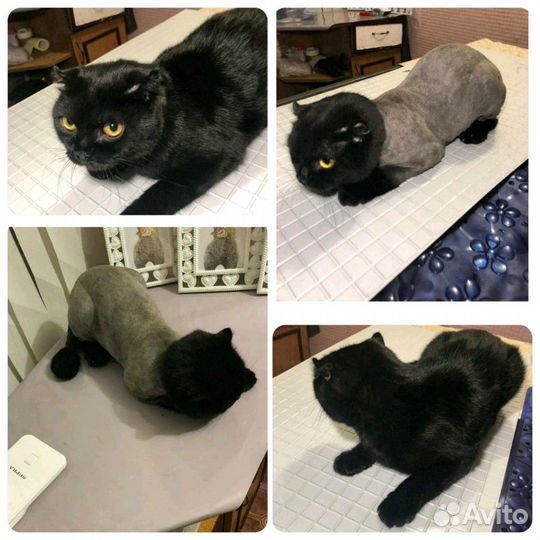 Стрижка кошечек и собачек