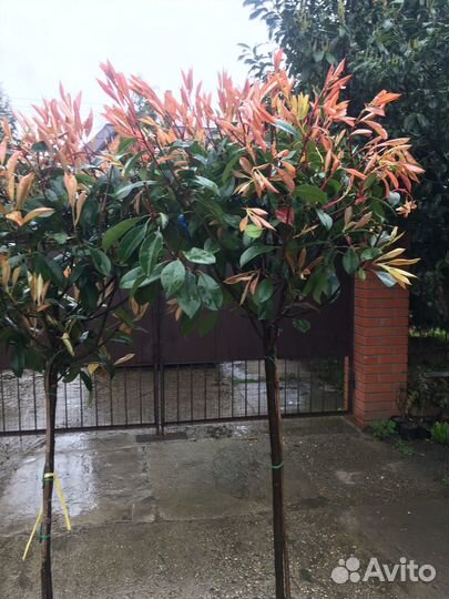 Фотиния на штамбе