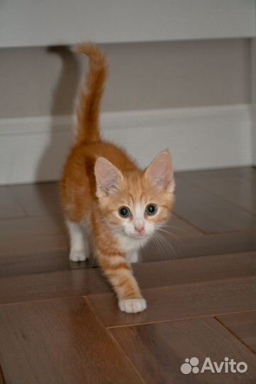 Котенок в добрые руки