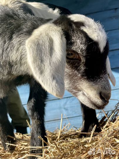 Козлята альпо-нубийские