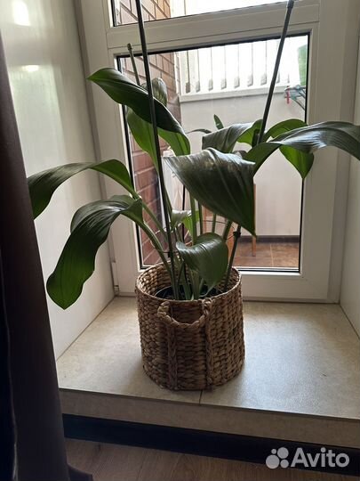 Эухарис амазонская лилия