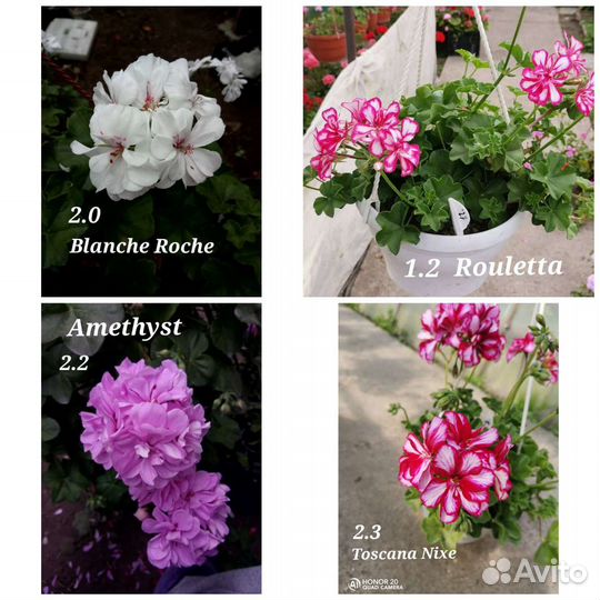 Герань (пеларгония) плющелистная ампельная