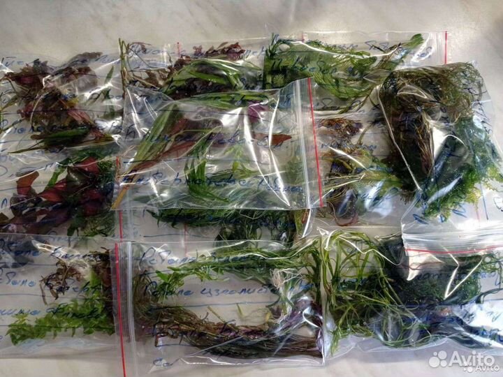 Сайдекс,грунт Пропант, креветки Кристалл растения