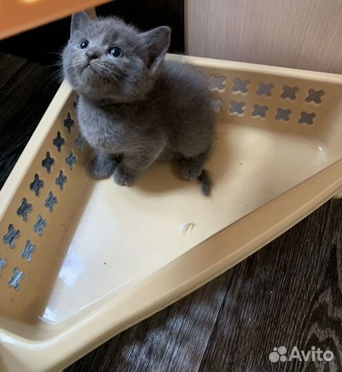Шотландские котята