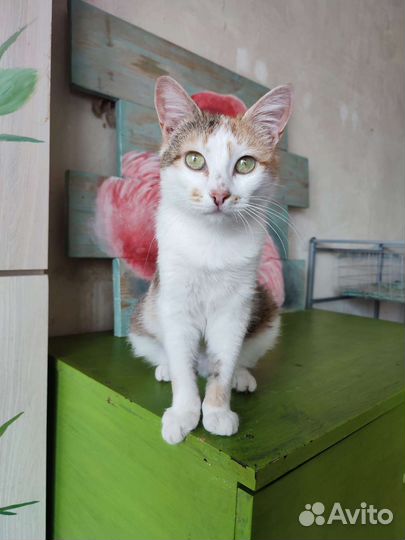 Кошка в дар