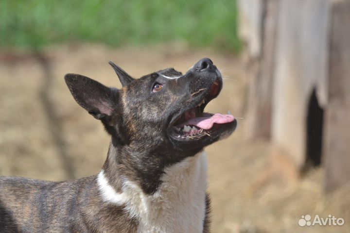 Марсель, метис питбуля в дар