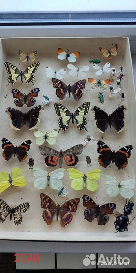 Коллекция насекомых
