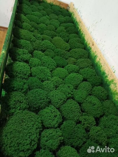 Стабилизированный мох