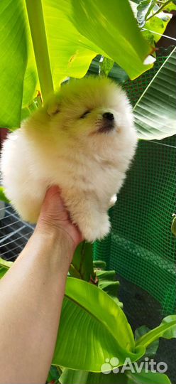 Померанский шпиц мини