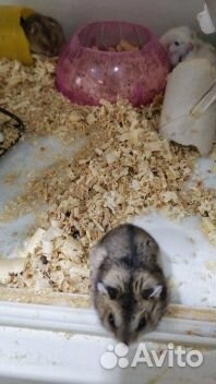 Хомяки джунгарские, сирийские