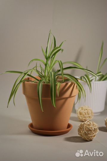 Хлорофитум кудрявый