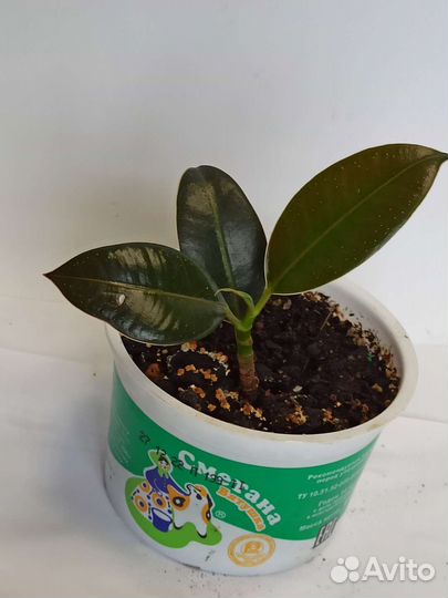 Фикус Мелани