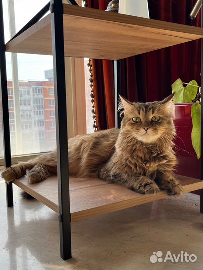 Кошке нужна помощь и новый дом