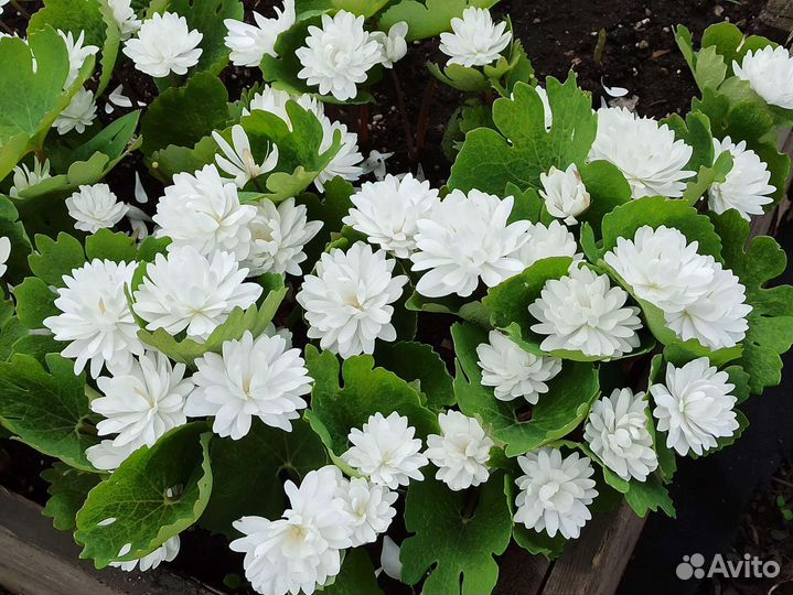 Сангвинария махровая редкость