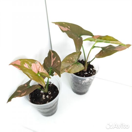 Сингониум Ред спот