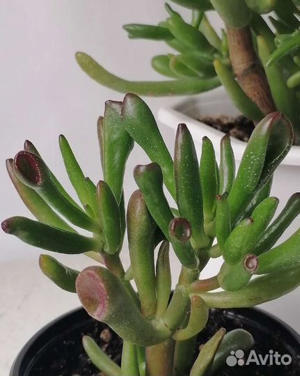 Крассула хоббит (комнатное растение)